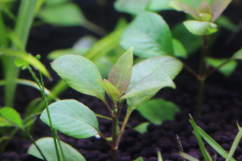 植栽から7日目